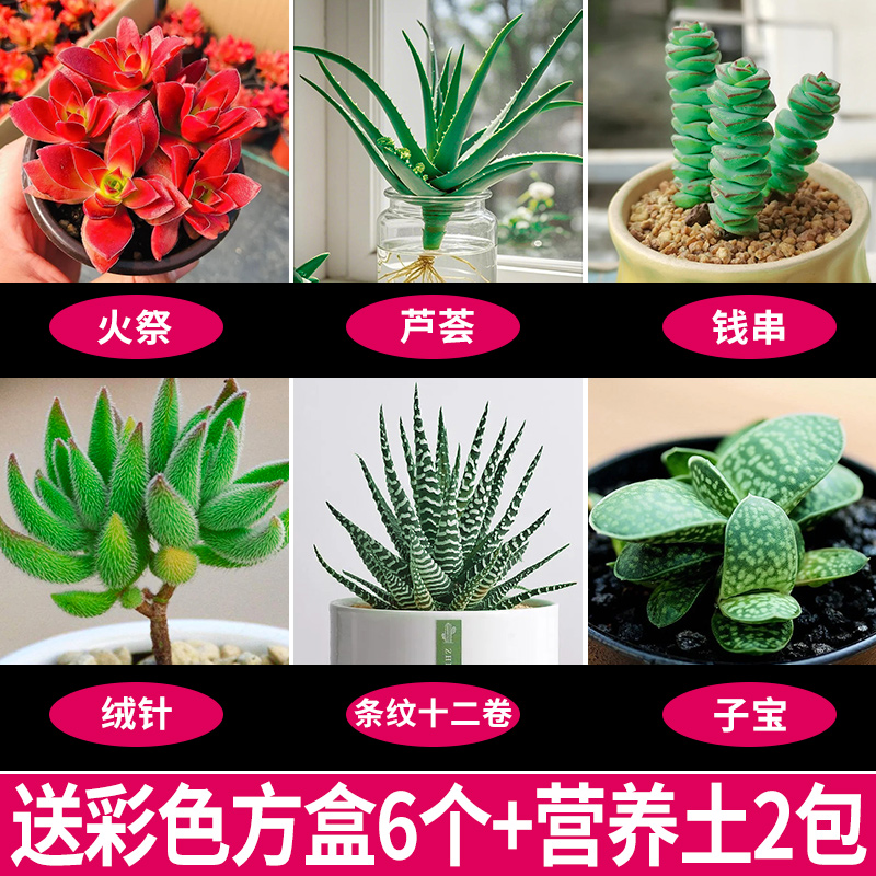 [베스트셀러 6종세트] 화분과 흙이 함께 제공됩니다.