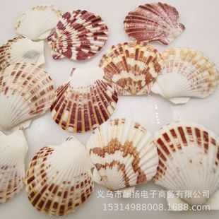 In stock flower flat scallop DIY material shell conch wholesale starfish micro landscape fish tank decorations kindergarten