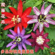 时钟花藤本爬藤植物玛格丽特西潘莲花苗红花西潘莲当年开花