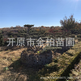 ���͖|���t��ɼ�|���t��ɼ����r���ľ�t��ɼ�������Լt��ɼ