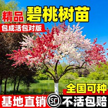 碧桃树苗室外庭院园林工程绿化大型观赏盆景紫叶红花风景花卉盆栽