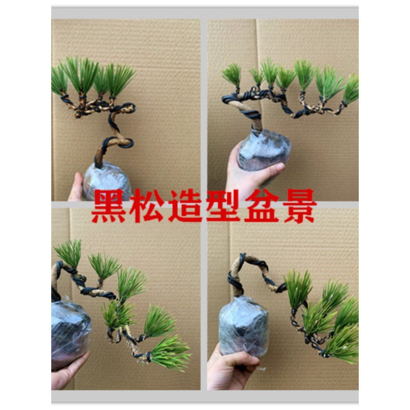 黑松苗黑松小苗造型黑松苗黑松盆景黑松树苗日本黑松正宗原生黑松