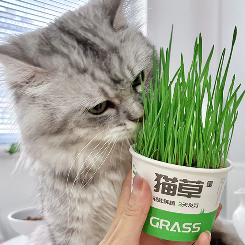 Nueva caja de plantación de hierba para gatos para mascotas, caja de hierba para gatos hidropónica para gatos perezosos, pelaje para gatos, ayuda a digerir los bocadillos para gatos al por mayor