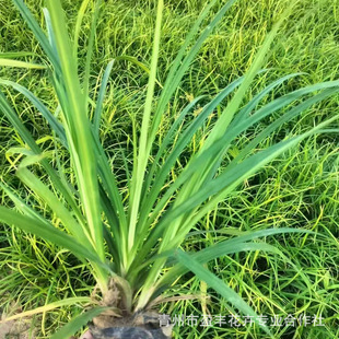 Shandong Manpen Multi-Bud Laoyu Moss Grass Planting Base Cultivates Green Moss Grass Cup Seedlings Full Pot of Green Moss Grass