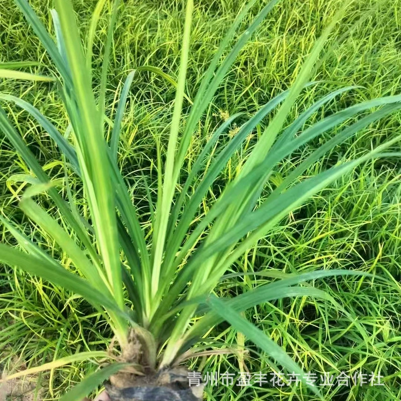 Шаньдун Манпен Мульти-Бад Лаою Моховая основа для посадки растений Культивирует зеленый моховый газон в горшках с рассадой Полный горшок зеленого мохового газона.