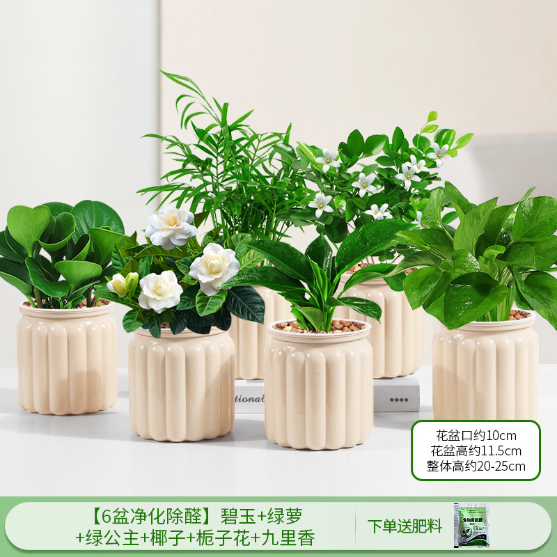 [6개의 정화 및 알데히드 제거 냄비] 재스퍼 + 포토스 + 그린 프린세스 + 코코넛 + 치자나무 + 구리샹