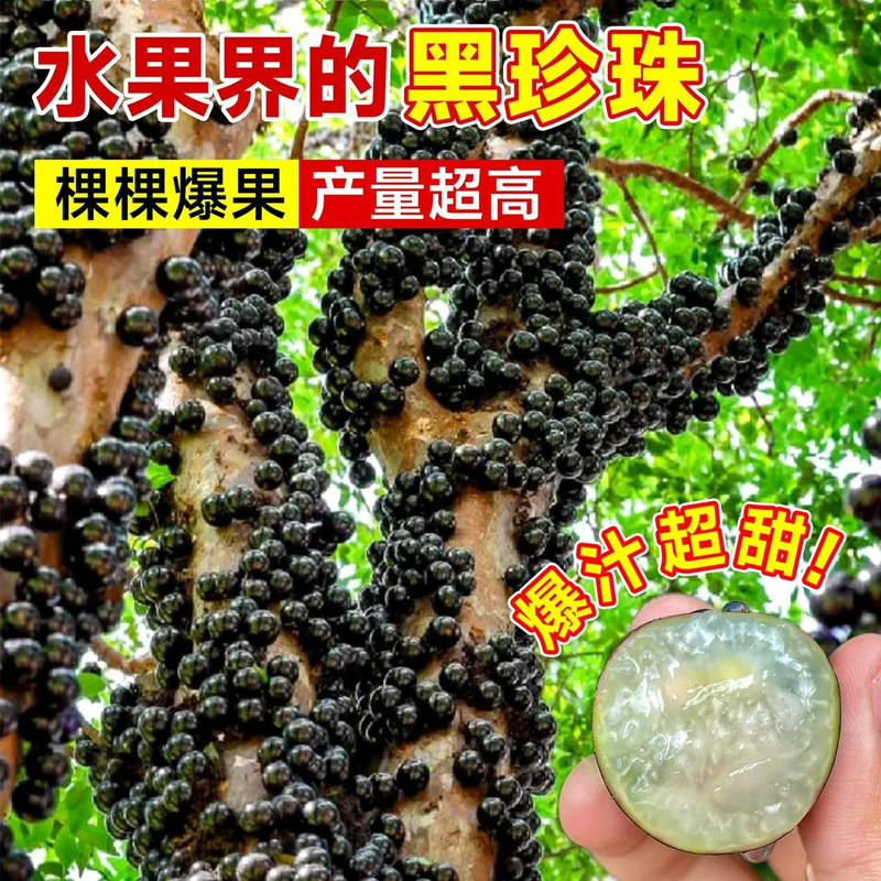 Jiabao Fruit Saplings, Grape Seedlings, Authentic Taiwanese Grape Trees, Sabah, Planted in All Year Round in the North and South, Bear Fruit in the Same Year Jiabao Fruit Saplings, Grape Seedlings, Authentic Taiwanese Grape Trees, Sabah, Planted in All Year Round in the North and South, Bear Fruit in the Same Year