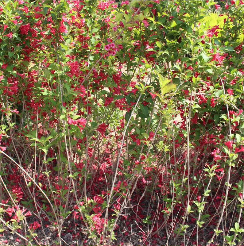 Красный принц парчовый цветок красный саплин проект детская комната цветные блоки украшения саженцы длинный цветущий период морозостойкий и устойчивый к погружению