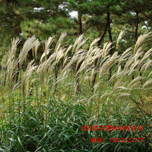 细叶芒种子草京芒草京羽茅细叶笀花叶芒草草本植物庭院园林植物