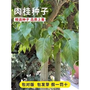 Cinnamon Seeds, Cinnamon Sapling Seeds, Guangdong and Guangxi Cinnamon Tree Species, Cinnamon Core Bulk Medicinal Materials