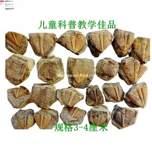 ��Ȼ��ʯ�^�pʯ�ջ�ʯ���~�xβ��覴ý̌W���Ճ�ͯ�dȤ��ʯ2665