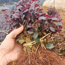 红花继木苗庭院绿植花卉篱笆围墙红继木树苗四季红叶彩色盆景球桩