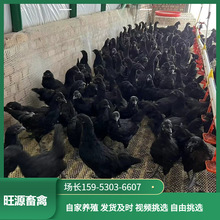 五黑綠殼蛋雞脫溫雞苗批發 五黑一綠雞苗綠殼蛋雞苗烏黑雞苗銷售