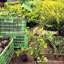 ��ɭŮؑë�򹤳̾G����ľ��߅Ůؑ��  �S�~Ůؑ���������·�G�h