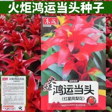 红星凤梨花种子观赏凤梨花叶美性温暖喜湿润火炬鸿运当头