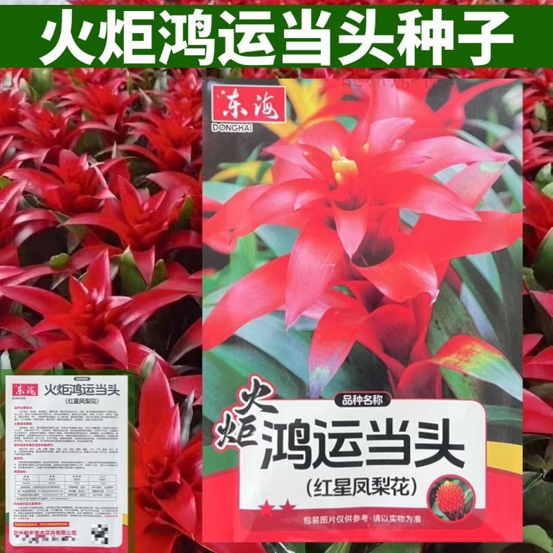红星凤梨花种子观赏凤梨花叶美性温暖喜湿润火炬鸿运当头