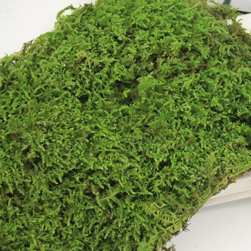 Inmortal musgo gris grande vegetación musgo seco paisaje decoración musgo césped verde planta pared de fondo de flor seca