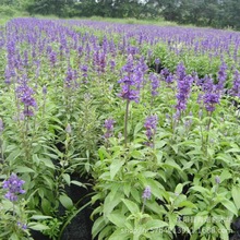 批發藍花鼠尾草種子多年生花籽花種子陽台盆栽花海綠化一串藍種子