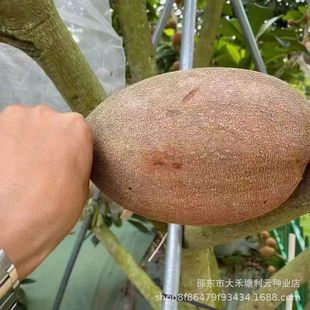 ��������N�ӡ��R�Ӽ{����N���ļ��Ϸ��Nֲ����ͥԺ�̨�N��-n