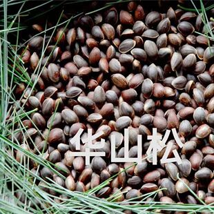 �Aɽ�ɷN���²���ľ�N���ͺ����~�ɘ�N���G��ľ����ɘ���ľ�N��