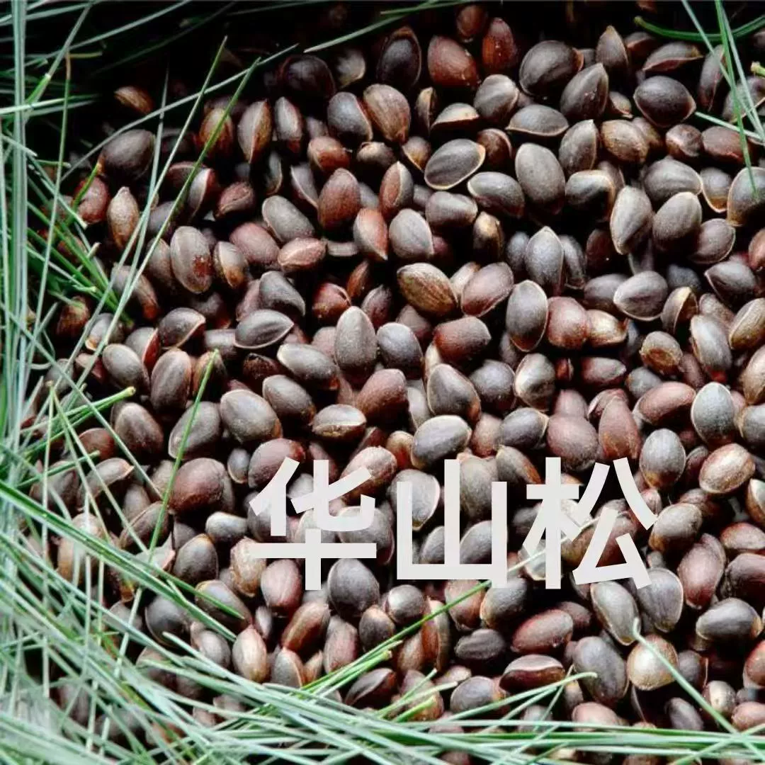 Семена сосны Хуашань, недавно собранная лесная древесина, засухоустойчивые пятилистные сосновые породы, вечнозеленые хвойные семена пятиигольной сосны.