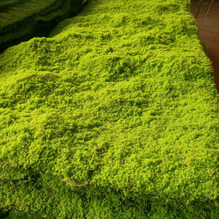 Artificial Moss Fake Turf Green Decorative Window Wall Potted Micro Landscape