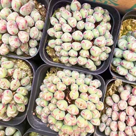 盆栽;干花;其他园林植物