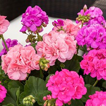 �ذ����ÿ����Ի�����ļ��_�������������҃��̨���B�Ļ���