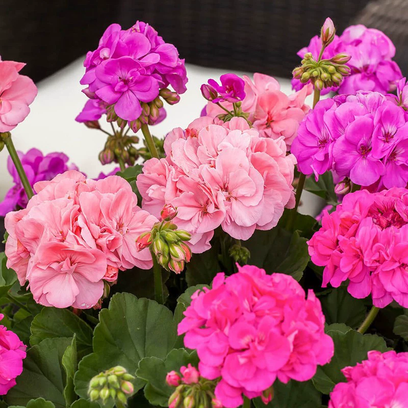 Цветочные саженцы в горшках с двойным лепестком герани цветут в течение четырех сезонов