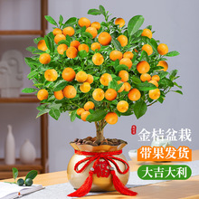 ��ۘ������Ԏ�����ʳ��ֲ���҃ȿ͏d���������ļ����BС���ӾGֲ