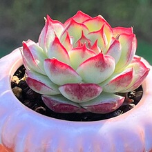 ߅��Ů�� ����ֲ�� ��С����tɫ߅߅���ֺ����׷N���ֵ�̨����