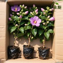 СľȻԻ̨҃ͥԺֲ҃Ȏ