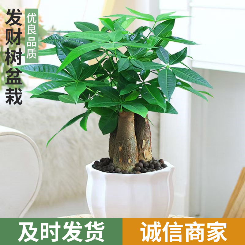 Money Tree Potted Plants Indoor Flower Plants Indoor Flower Green Plants Indoor Living Room Trees Easy to Grow Small Potted Plants Wholesale
