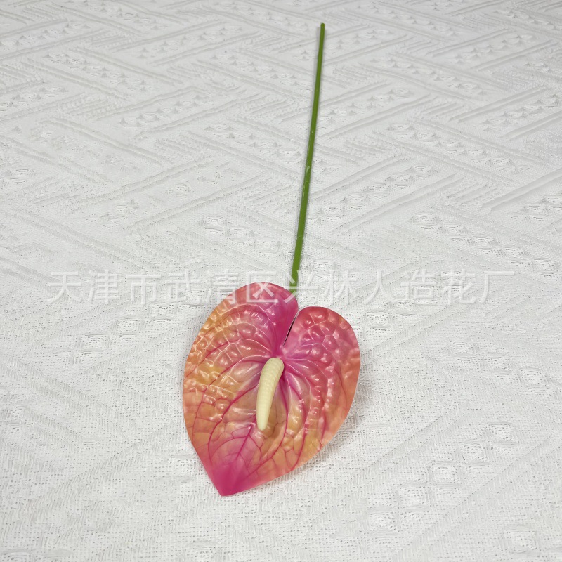 안스리움 9