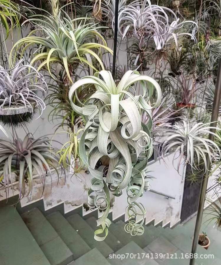 Large flower roll 10-15cm