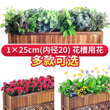 ����ٻ���ֲ������bGֲ�M��ͥԺ���ۻ��仨�ػ����쾰������