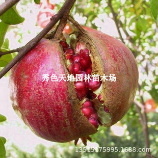 �t���ʯ������Ӳ�Ѵ�t����ʯ����ͥԺ�����Ϸ��Nֲ����Y����