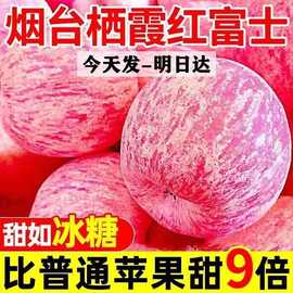 苹果 冰糖心山东红富士当季新鲜脆甜丑水果批发一整箱