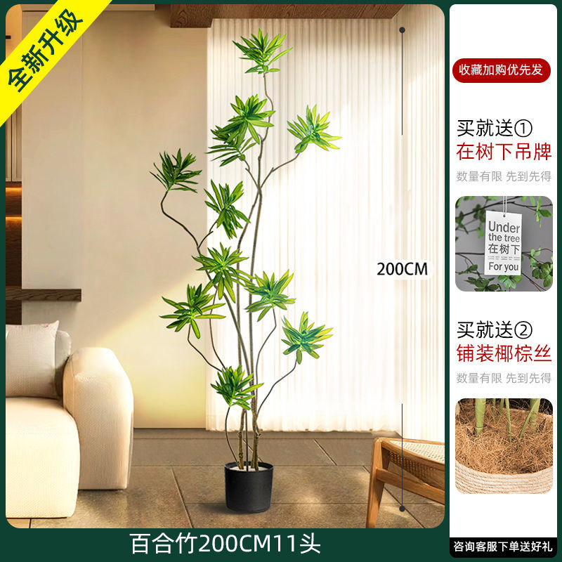 [W Ruyi Bamboo] Chậu đen đầu 200CM11