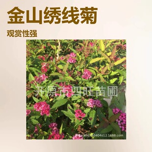 2026�|������ ��ɽ������ ���潑���� �ۻ����~�ձ�������������