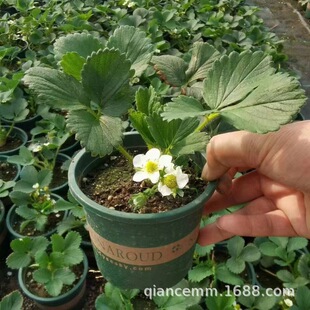 ��ݮ���������l�����ļ��׻����Ͳ�ݮ�҃��̨ͥԺ�ϱ����Nֲ����