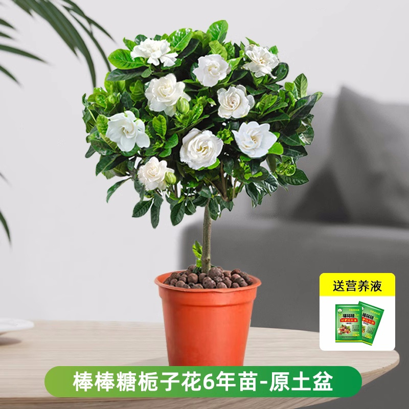 롤리팝 치자나무 약 60cm (원래 화분) + 영양액 [새싹이 많음]