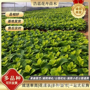 ���~����ľ �@���^�~���ݲ��~�ݶ�ɫ�Õr���������[ ������~��