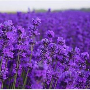 �½�������Ȼ޹�²ݸɻ������ð���M������ζ�����S���־�