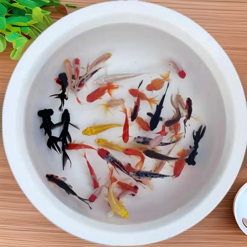 Декоративная рыбка маленькая золотая рыбка Живая рыба красная трава Золотой кои Карп парча карась стойл рыболовный ошейник холодная вода Рыба поколение оптом