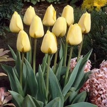 郁金香花郁金香水培花卉室内外水养耐寒植物盆栽阳台除甲醛批发巧