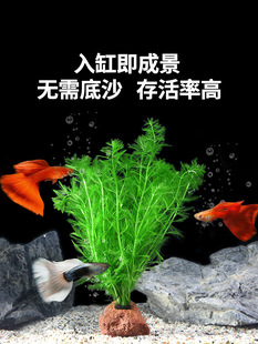 ��ɽʯˮ��ֲ���~���쾰�[��ȫ��ˮ��ֲ���~���B�����݃���ˮ�|