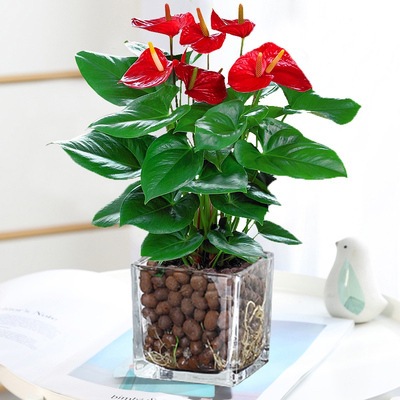 특급 안스리움 [사각형 실린더 유리 + 세람사이트] + 영양액