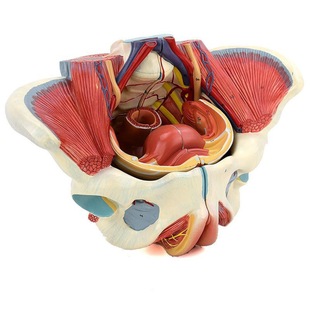 Female pelvic model pelvic floor muscle band genital vascular nerve muscle uterus human anatomy teaching medicine