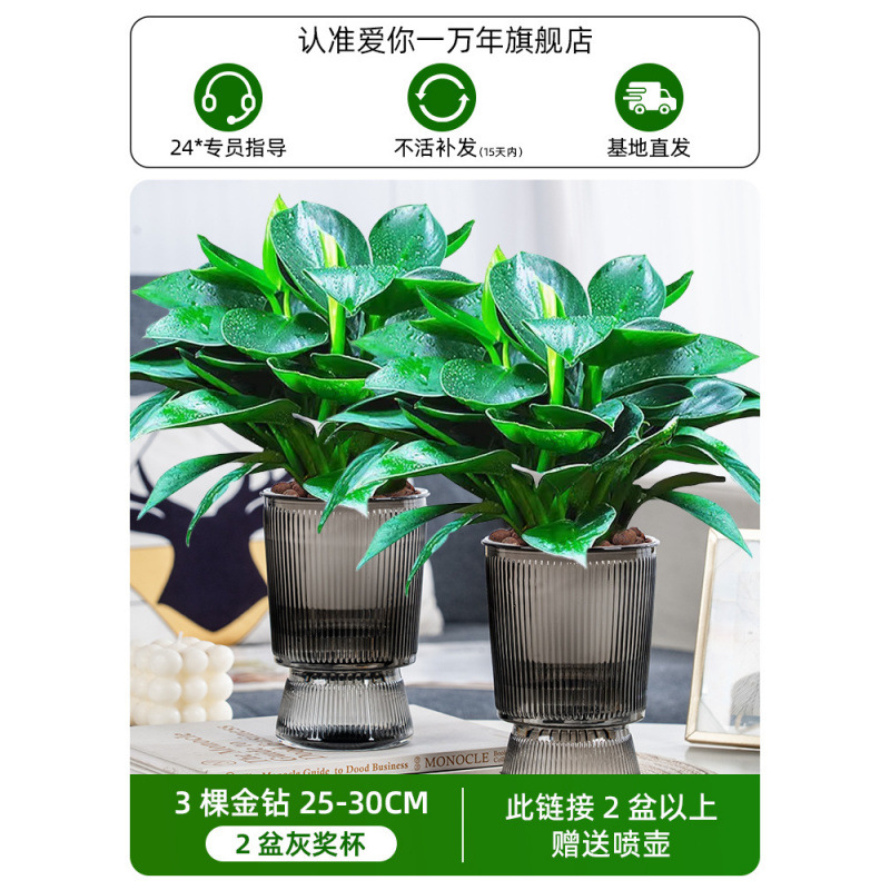 [화분 2개 특별 제공] 25-30cm 금 다이아몬드 3개 + 회색 트로피 + 영양액 + 무료 물뿌리개